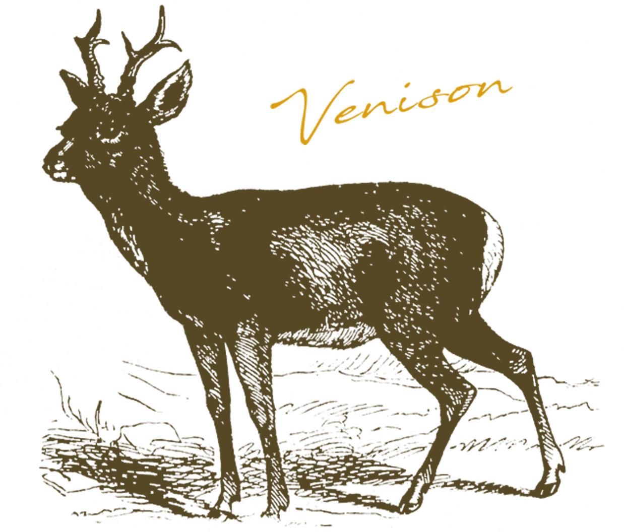 Venison