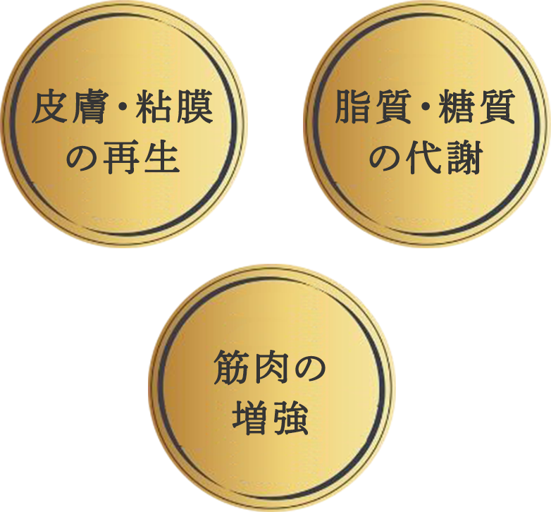 皮膚・粘膜の再生 脂質・糖質の代謝 筋肉の増強