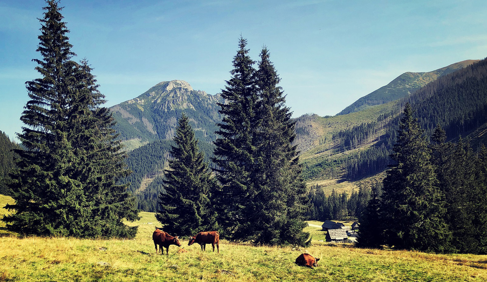 写真:放牧の風景